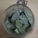 Eucalyptus globuleux