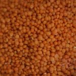 Lentilles corail