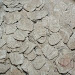 Flakes de sarrasin