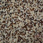 Quinoa multicolore